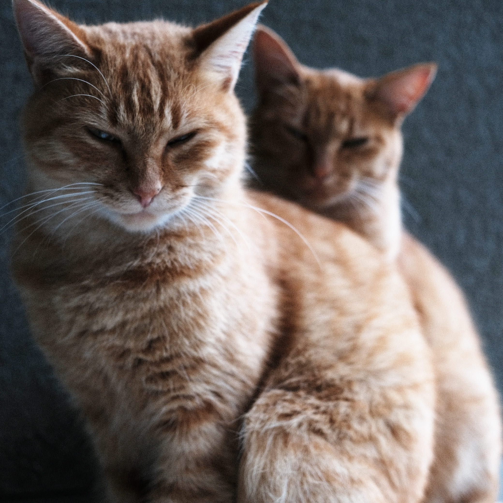 姉妹の保護ねこ写真