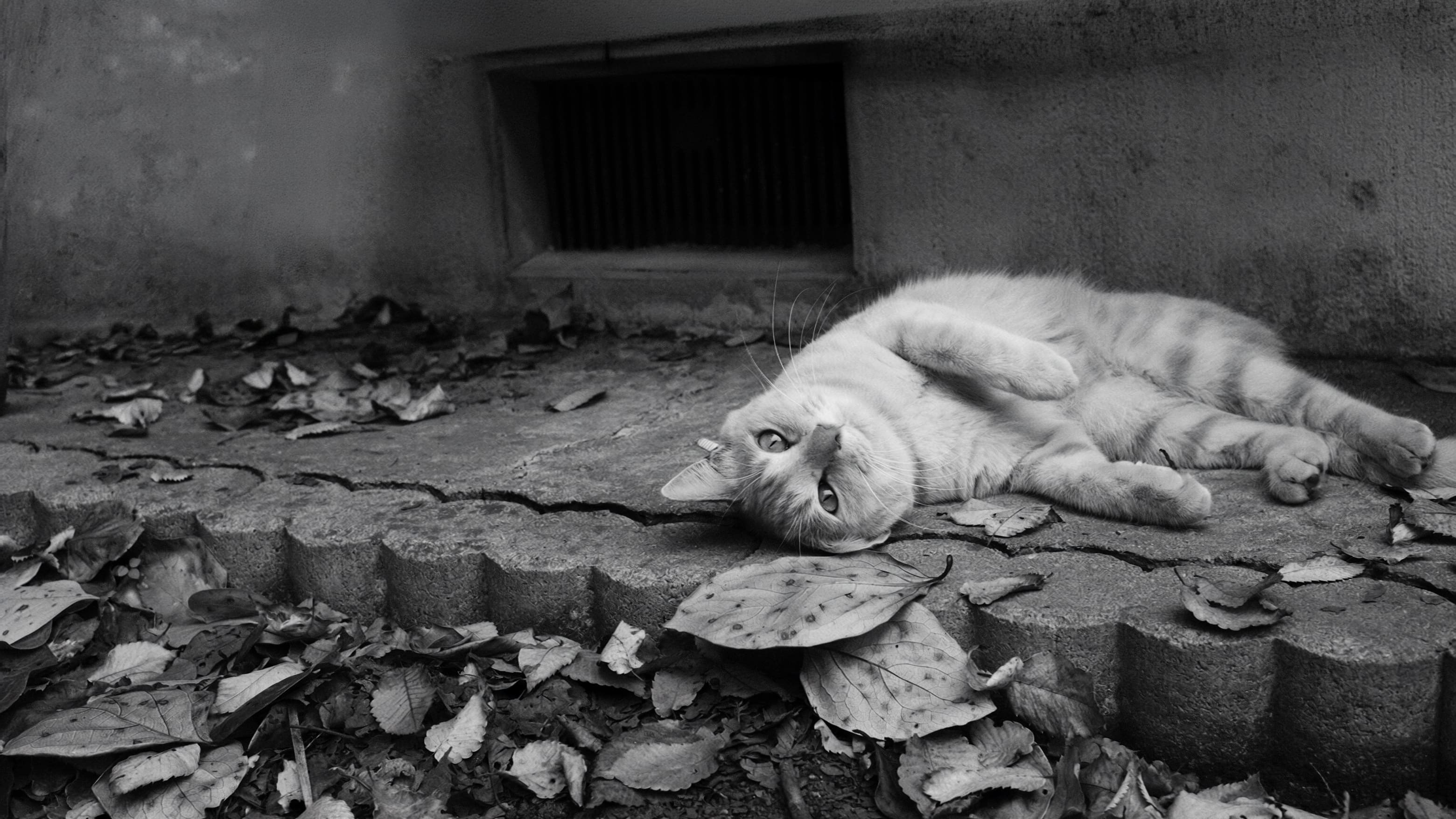 飼い猫ももたろうの写真